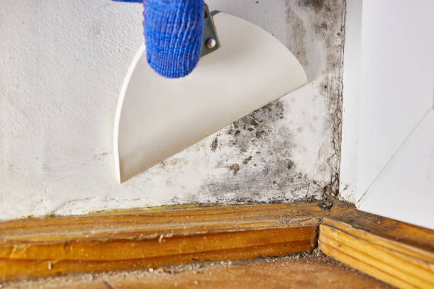 Best Industrial Mold Remediation  in Heber Overgaard, AZ