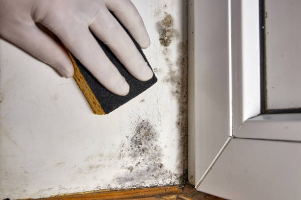 Best Airborne Mold Testing  in Heber Overgaard, AZ